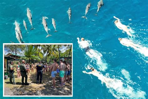 Group of swimmers in Hawaii cited for ‘aggressively’ chasing, harassing dolphin pod